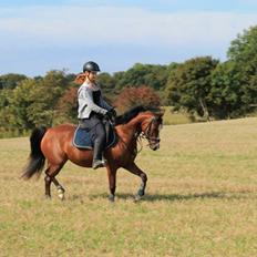 Welsh Partbred (Sec F) Lafayettte (Lami)