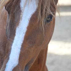 DSP Tofltund's Prinsesse-Chi