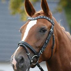 Sportsaraber (A) Selina