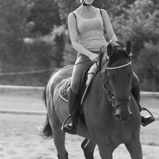 Dansk Varmblod Lajgårdens Crezanto