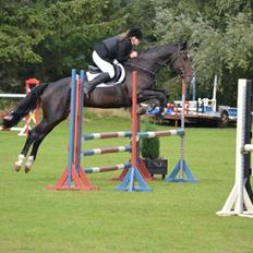 Hollandsk Varmblod Besita