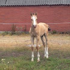 Dansk Varmblod Kvolsbæk's Hurricane Heart