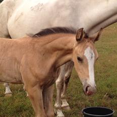 Dansk Varmblod Kvolsbæk's Hurricane Heart