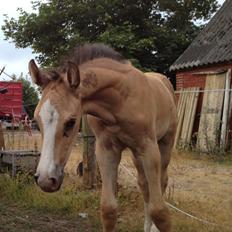 Dansk Varmblod Kvolsbæk's Hurricane Heart