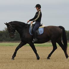 Anden særlig race Krogagers Unnie