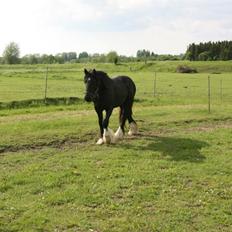 Irish Cob Eight Mile