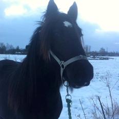 Irish Cob Eight Mile