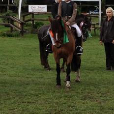 Irsk Sportspony Woodfield princess 