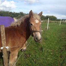 Haflinger Valencia Mosbøl