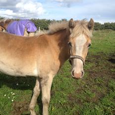 Haflinger Bugatti af Åtte Bjerge