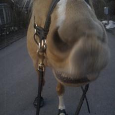 Anden særlig race Copys Le Charmeur