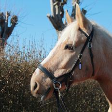Anden særlig race Copys Le Charmeur