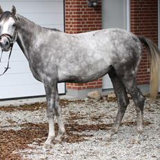 Anden særlig race Østermarkens Chassie (SOLGT)