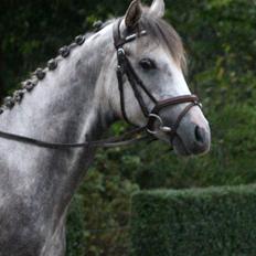 Anden særlig race Østermarkens Chassie (SOLGT)