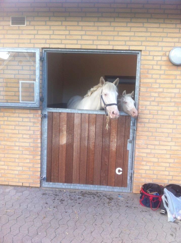 Palomino Bonette (Sanne) billede 13