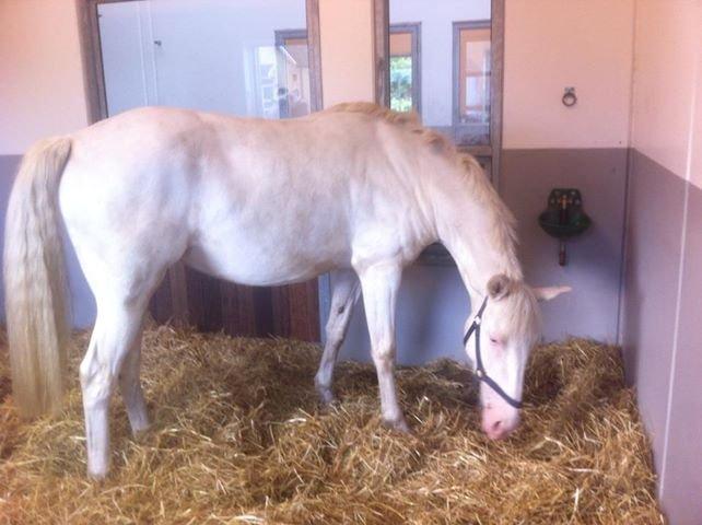 Palomino Bonette (Sanne) billede 5