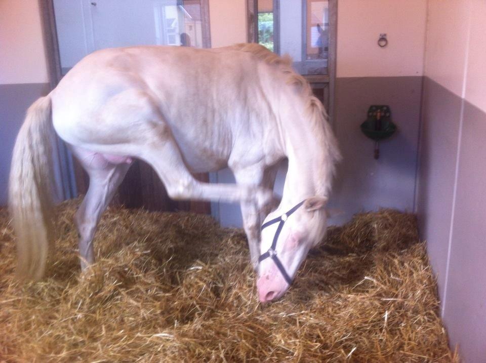 Palomino Bonette (Sanne) - Ørerne kan hun stadig nå. billede 6