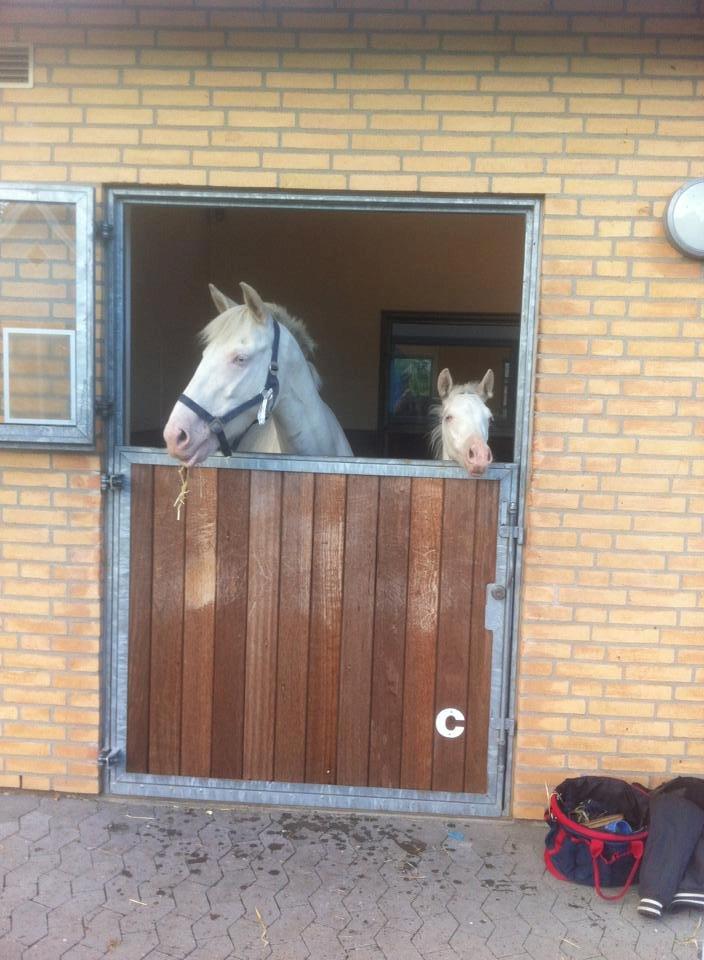 Palomino Bonette (Sanne) - I Ansager.  billede 2