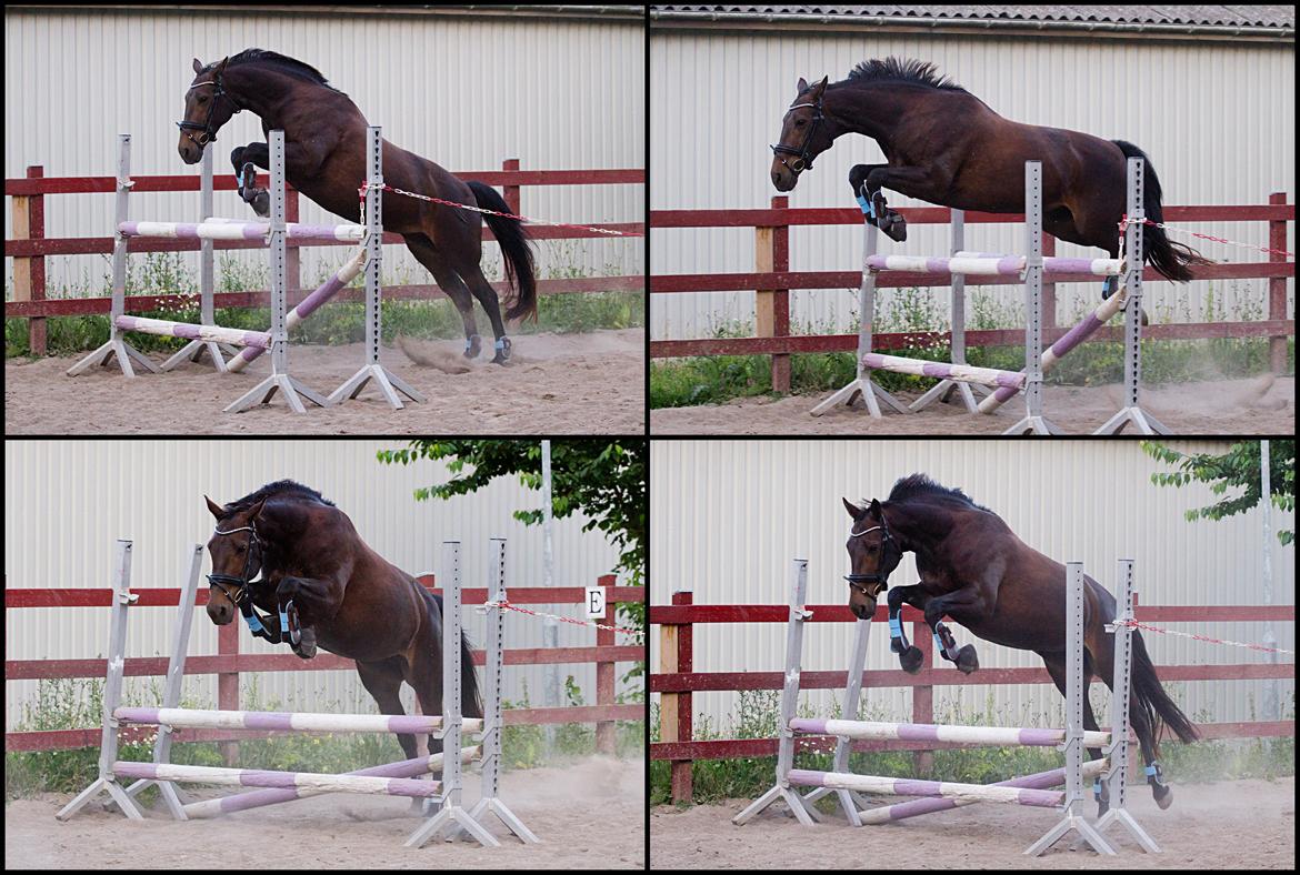 Anden særlig race Paskal billede 15