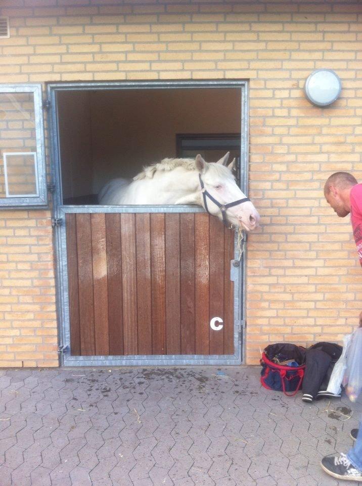 Palomino Bonette (Sanne) - Store, smukke pige. billede 14