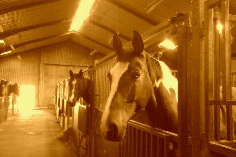 Pinto Rex billede 14