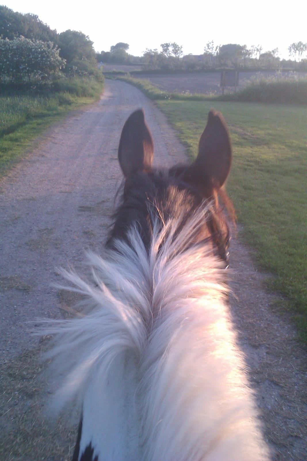 Pinto Rex - Dejlig aftentur '13 billede 17