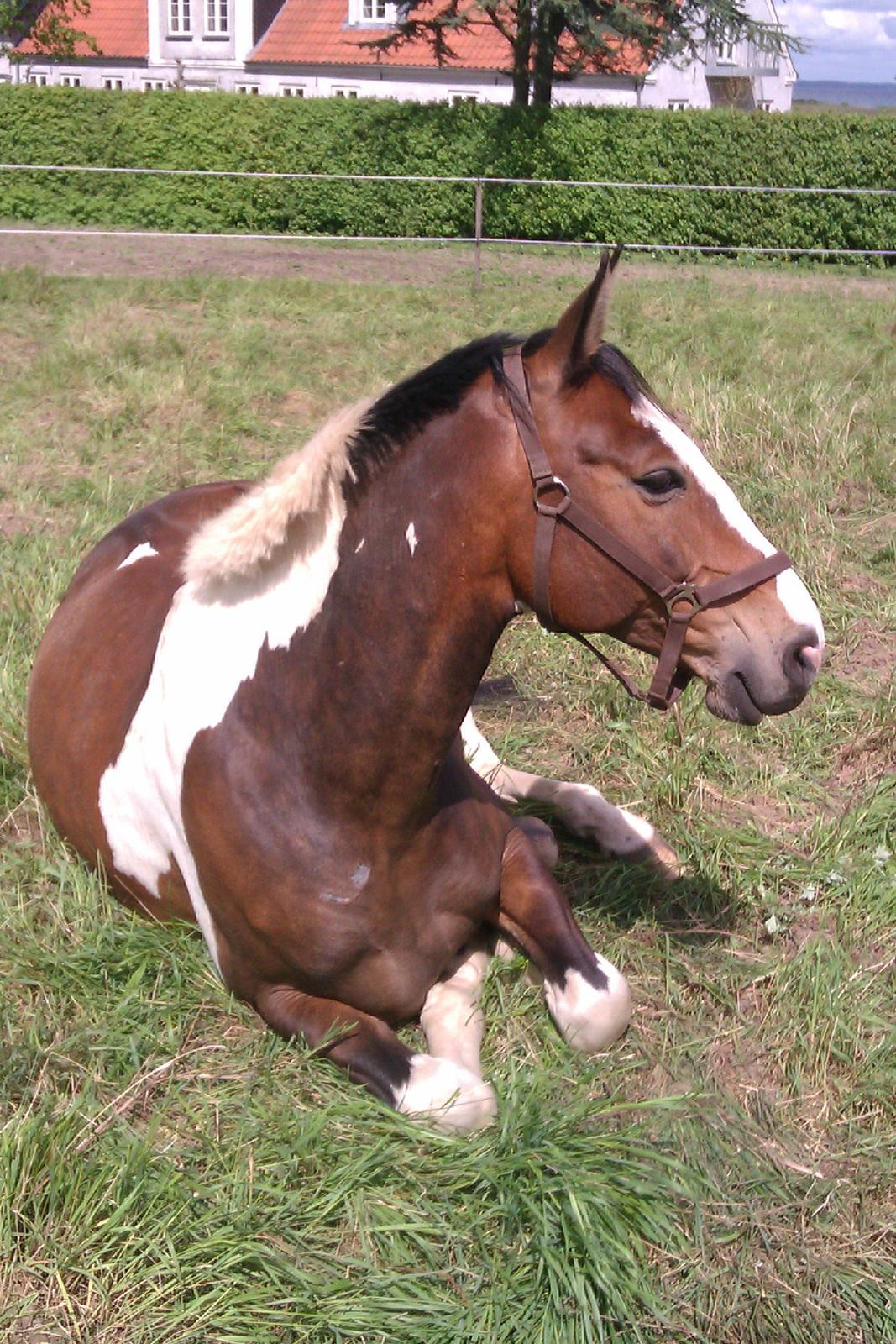 Pinto Rex - Formiddagslur, tidlig sommer 2013. billede 18