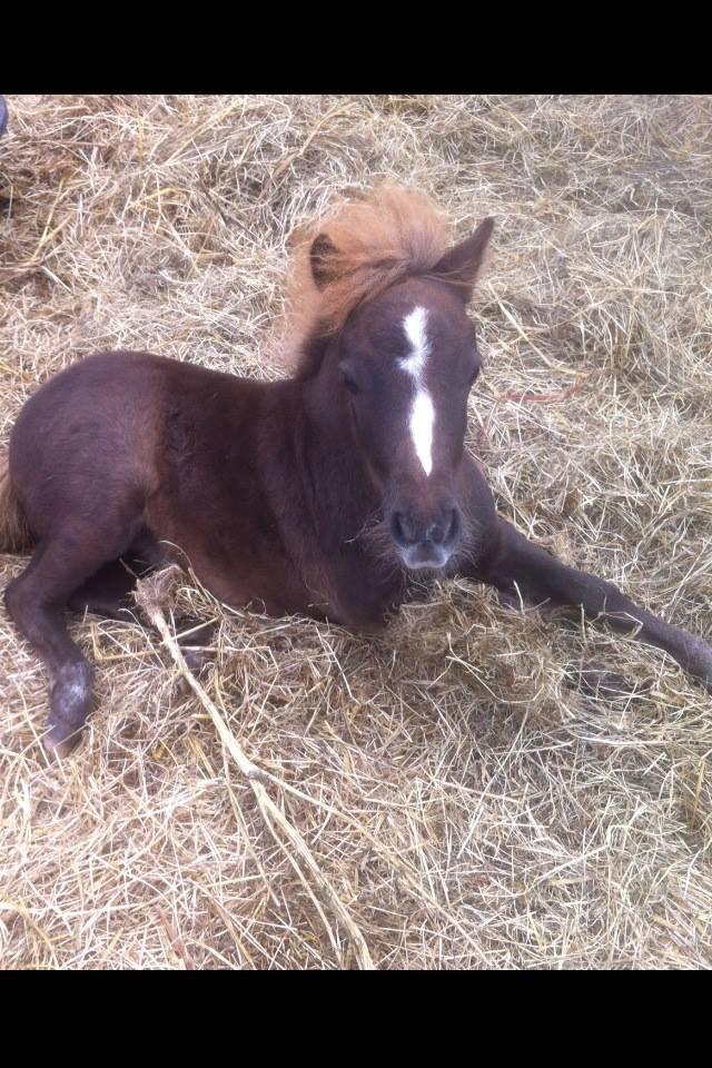 Shetlænder Margurittens Prinsesse Bella - Noget af et farveskift - sidst august 2013. billede 15