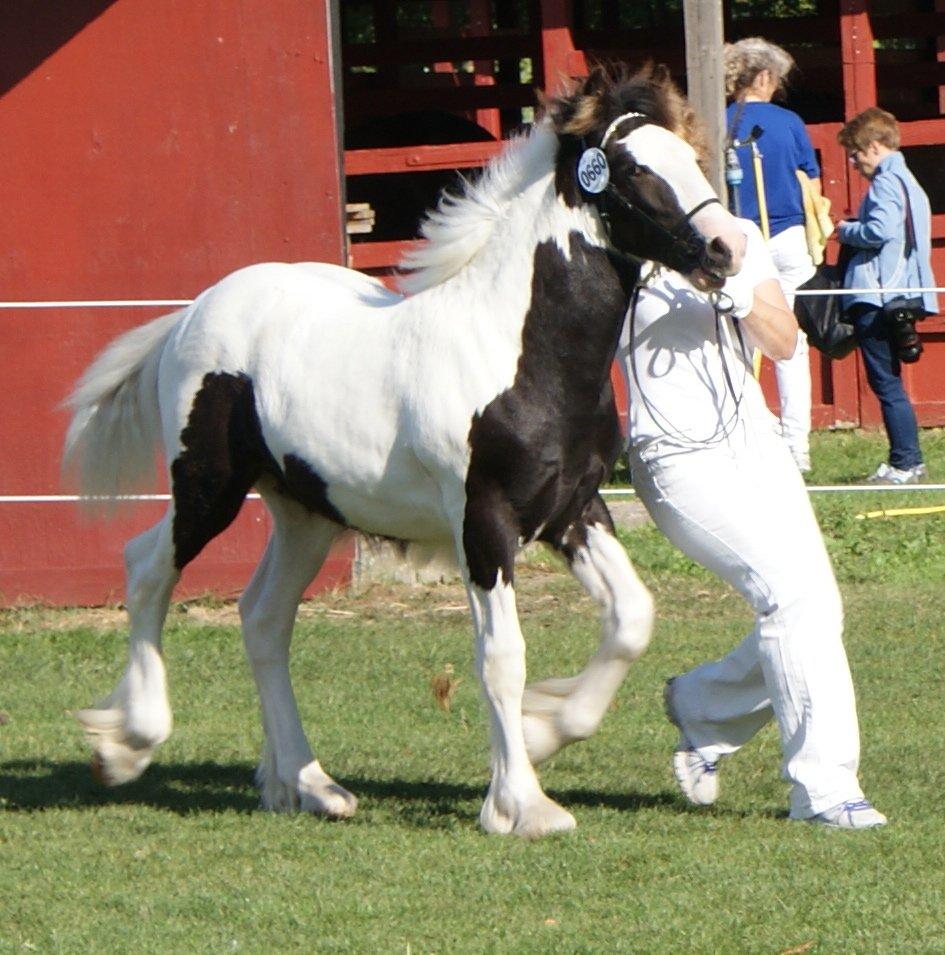 Irish Cob The Price of a Gypsy Fairytale - Følle til Showkåring 2013 billede 14