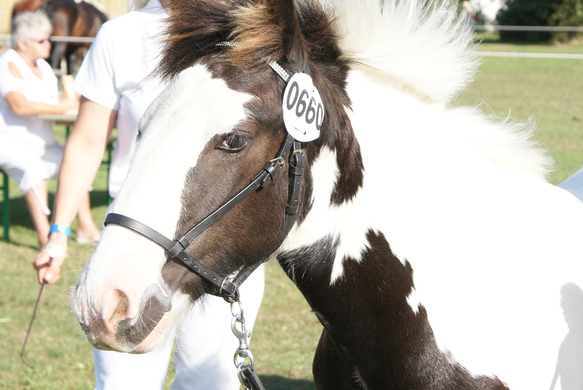 Irish Cob The Price of a Gypsy Fairytale - The Price of a Gypsy Fairytale 2. gr og klassevilder for føl og plage 2013 billede 15