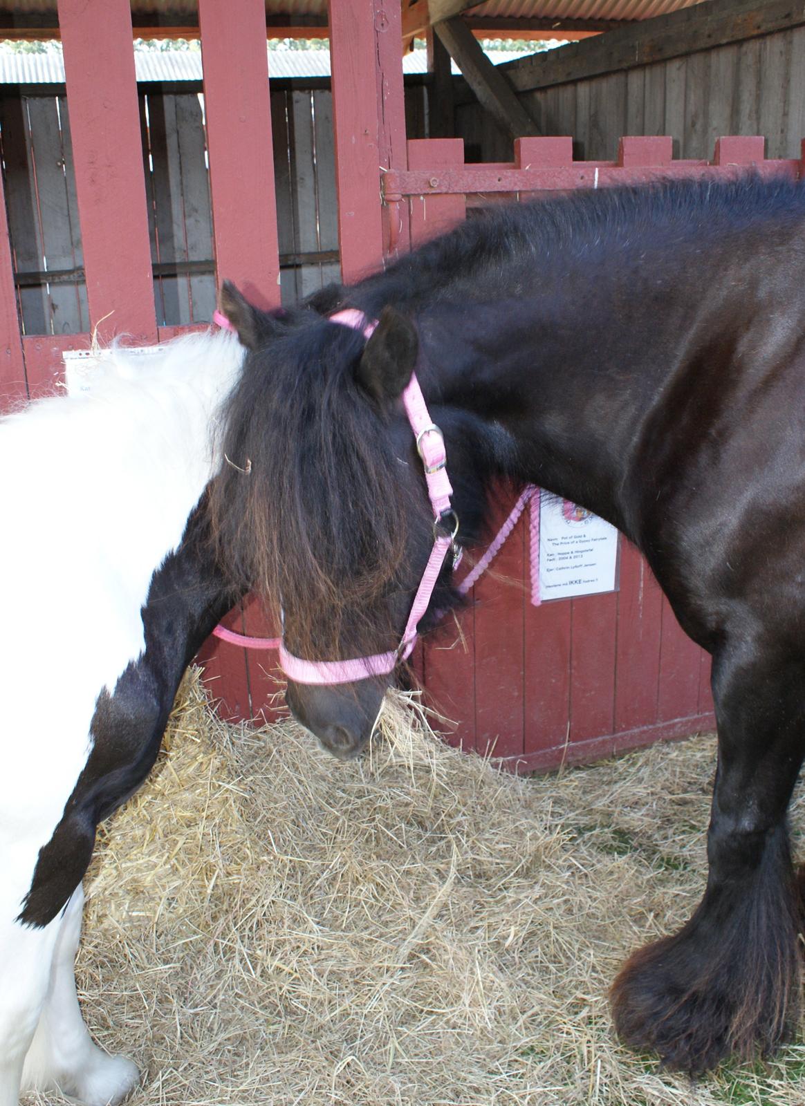 Irish Cob The Price of a Gypsy Fairytale - StoreHestedag med Mor 2013 billede 16