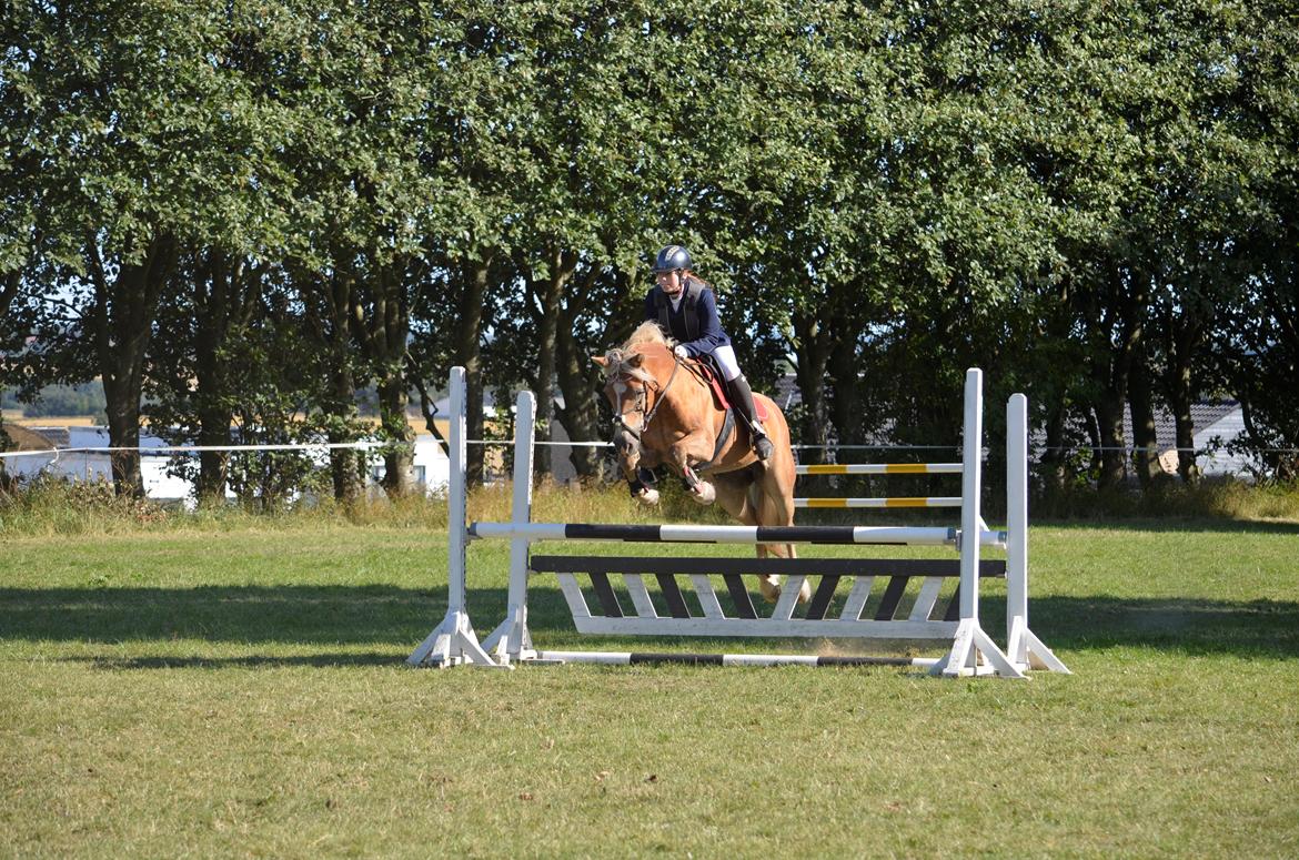Haflinger Abbi rundhøj - 28-08-2013, Sabro Træningsstævne, 90 cm billede 6