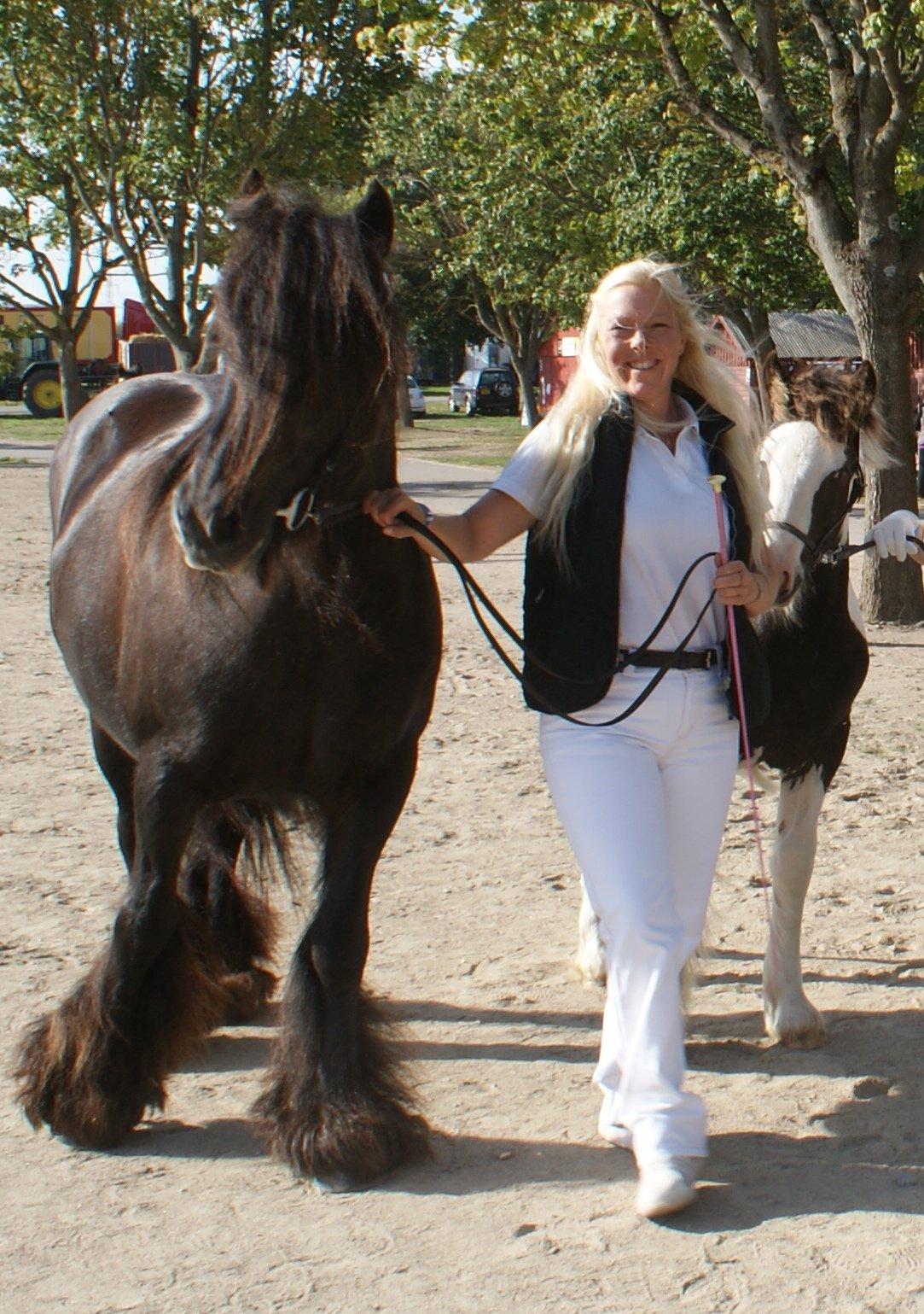 Irish Cob Pot of Gold - Pot of Gold på StoreHestedag 2013 billede 11