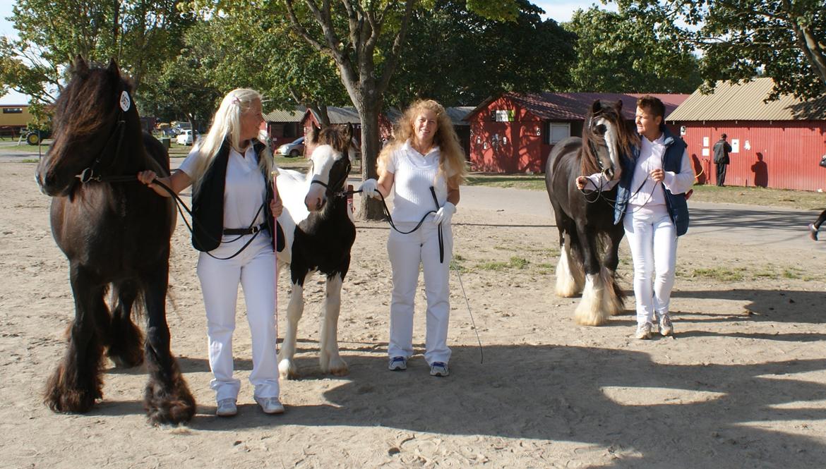 Irish Cob Pot of Gold - Hele familien på StoreHestedag, på vej til ICS.Ltd's kåring 2013 billede 12
