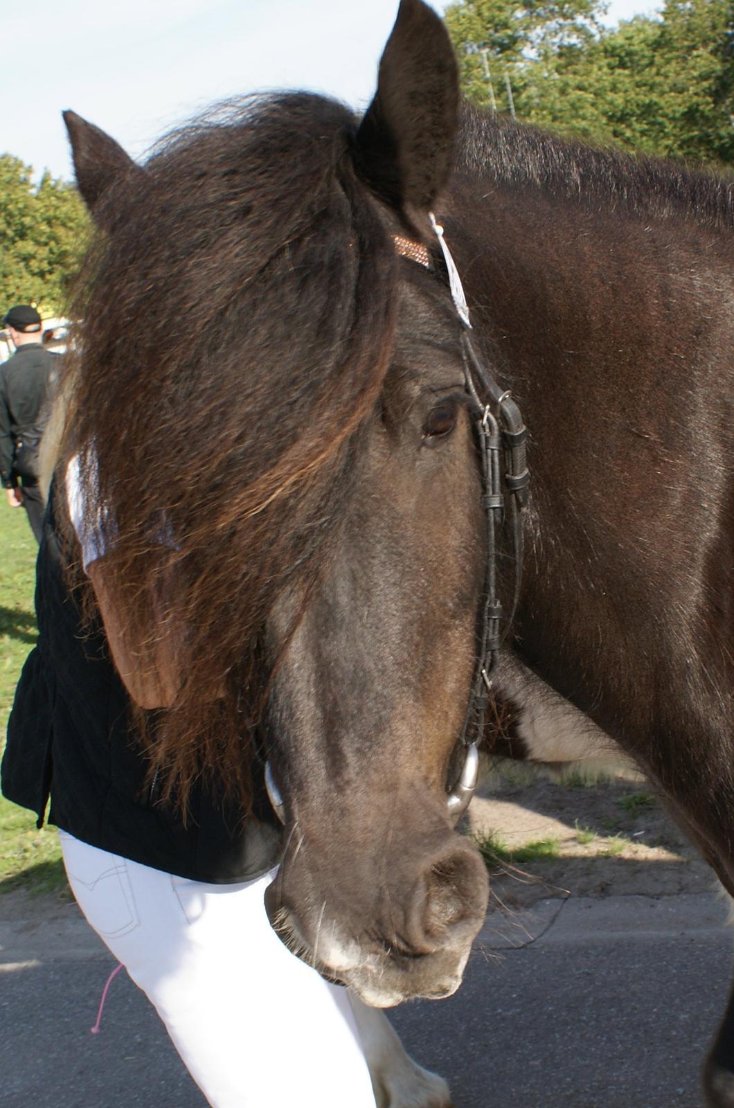 Irish Cob Pot of Gold - Smukke Pot billede 13