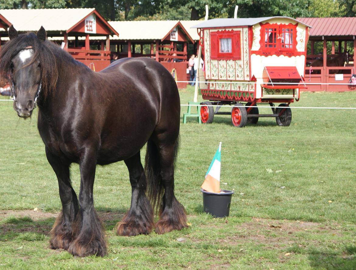 Irish Cob Pot of Gold - Pot til kåring 2013 billede 14