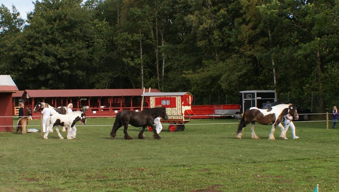 Irish Cob Pot of Gold - 1. Gr og Star 2013 billede 15