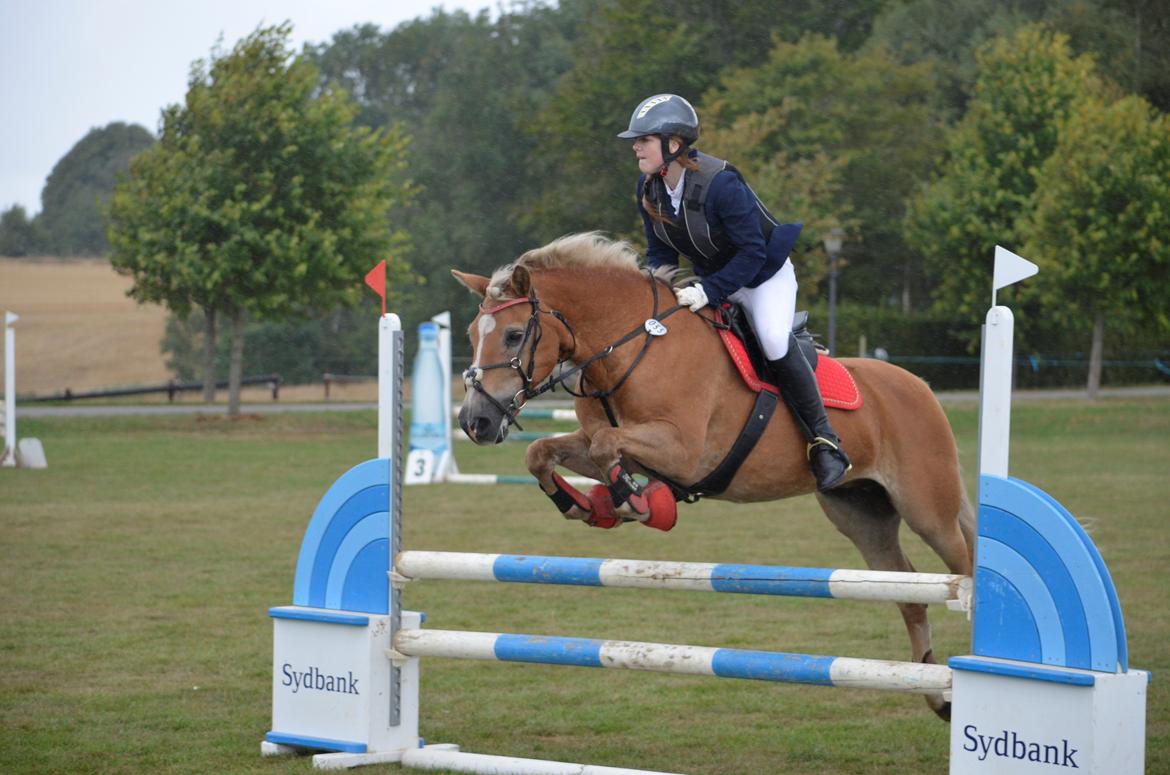 Haflinger Abbi rundhøj - Haflinger 2013, DM billede 4