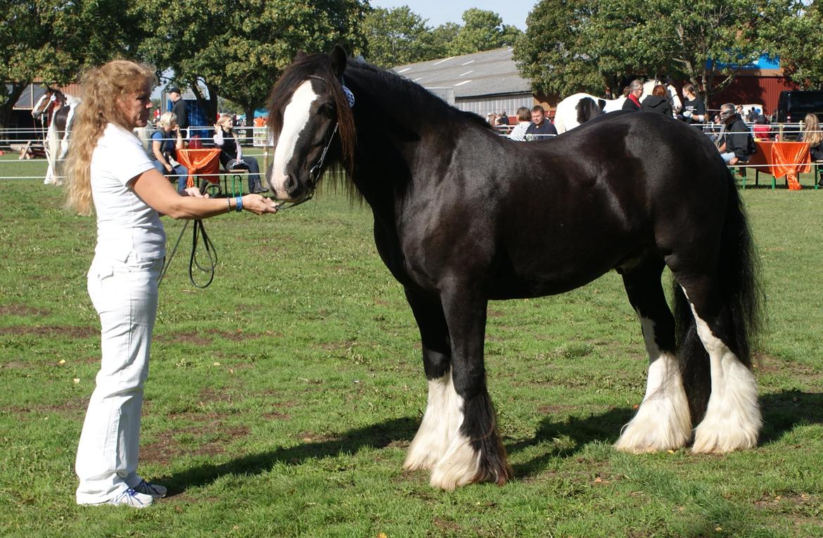 Irish Cob Chip - Showkåring ICS.Ltd 2013 billede 18