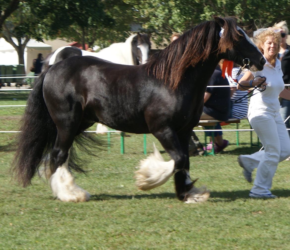 Irish Cob Chip - Showkåring ICS.Ltd 2013 billede 19