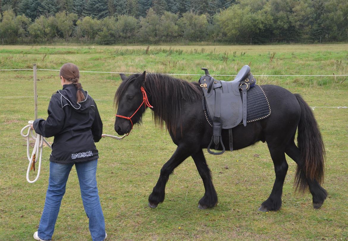 Fell pony Strandgaardens Black Jack - Jack er blevet rigtig dygtig til det med sadel. :-) Sadlen på billedet er selvfølgelig alt for stor og ligger heller ikke godt på ham, men lige nu træner vi bare i tilvænning til fornemmelsen af at have en tung sadel på ryggen og stigbøjler, der dasker ne billede 18