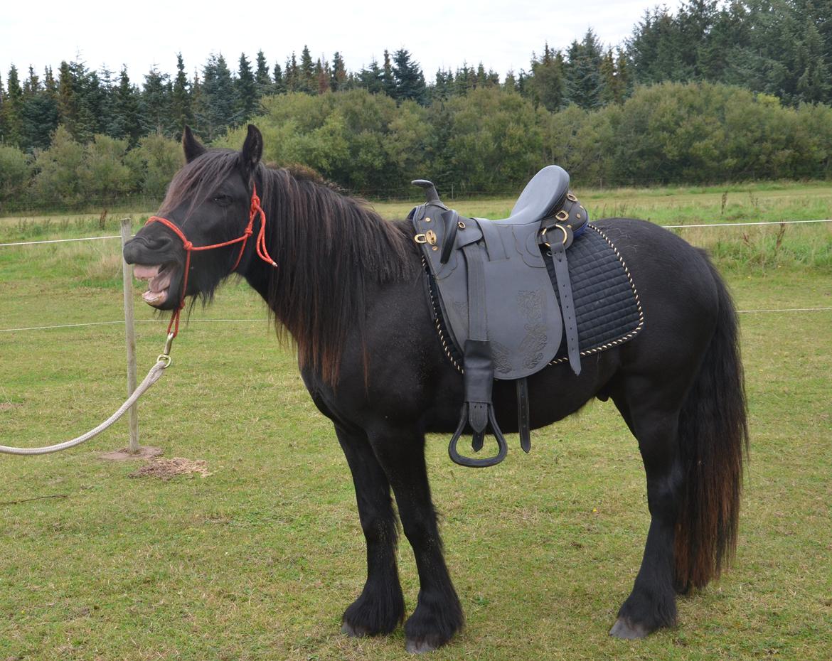 Fell pony Strandgaardens Black Jack - Gaaaab... fornemmer man, at det måske er en anelse kedeligt at agere fotomodel?? :-) billede 19