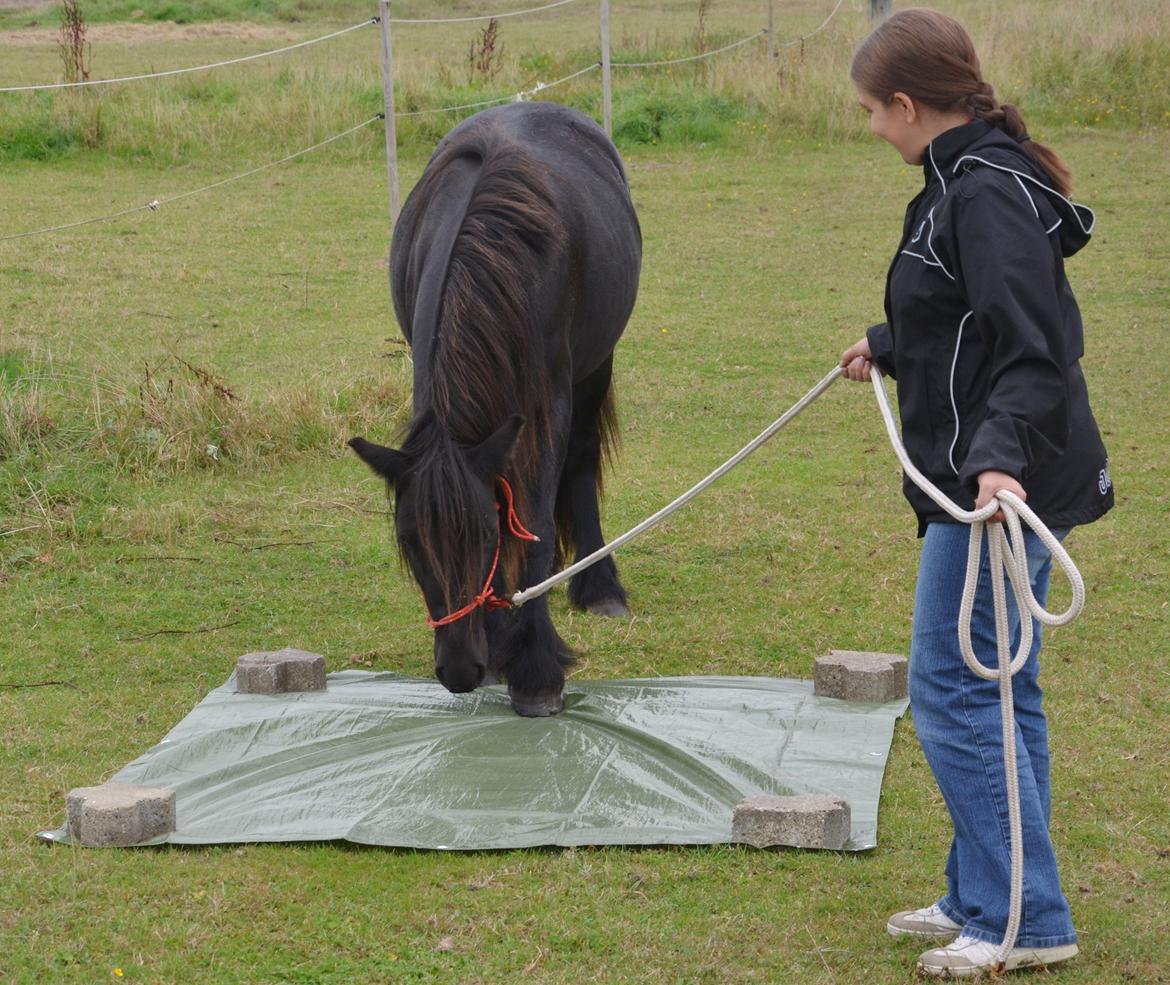 Fell pony Strandgaardens Black Jack - Mon den kan bære?? :-) billede 20