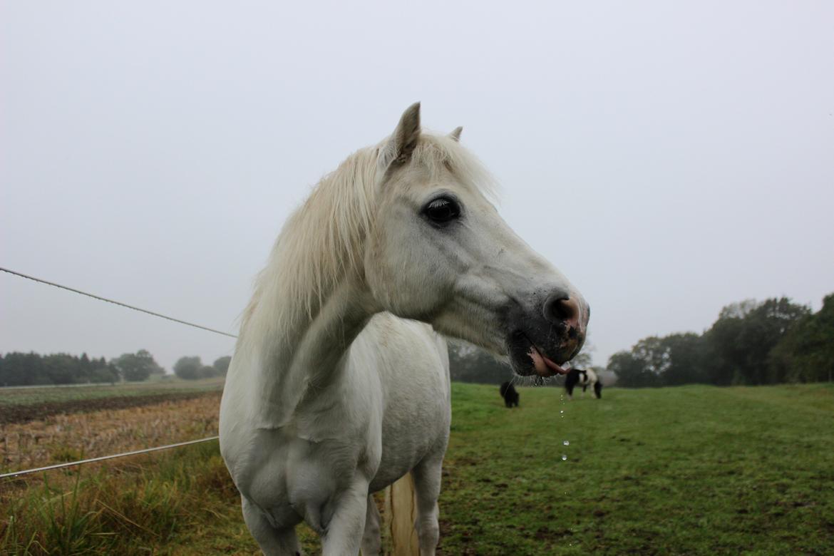 Welsh Mountain (sec A) Tanggårds Figo - Søde søde dejlige skøre pony!<3 billede 16