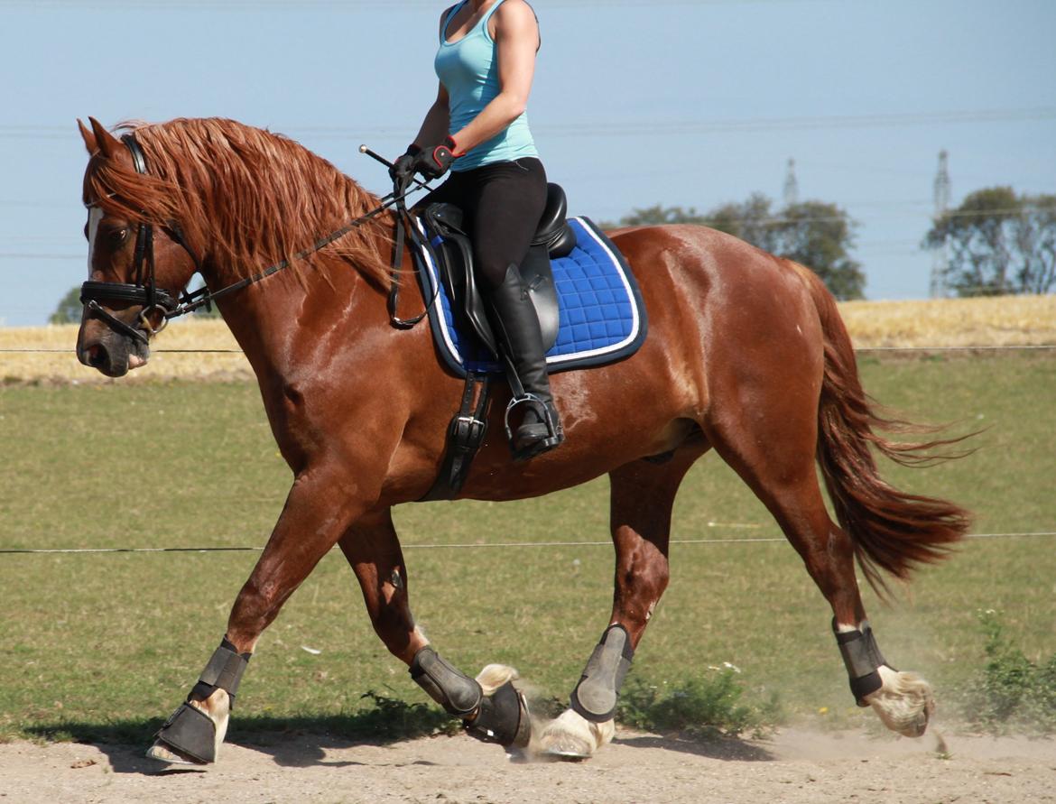 Welsh Cob (sec D) Valhallas Lord Matrafal - Vi træner til vores første stævne august 2013 billede 2