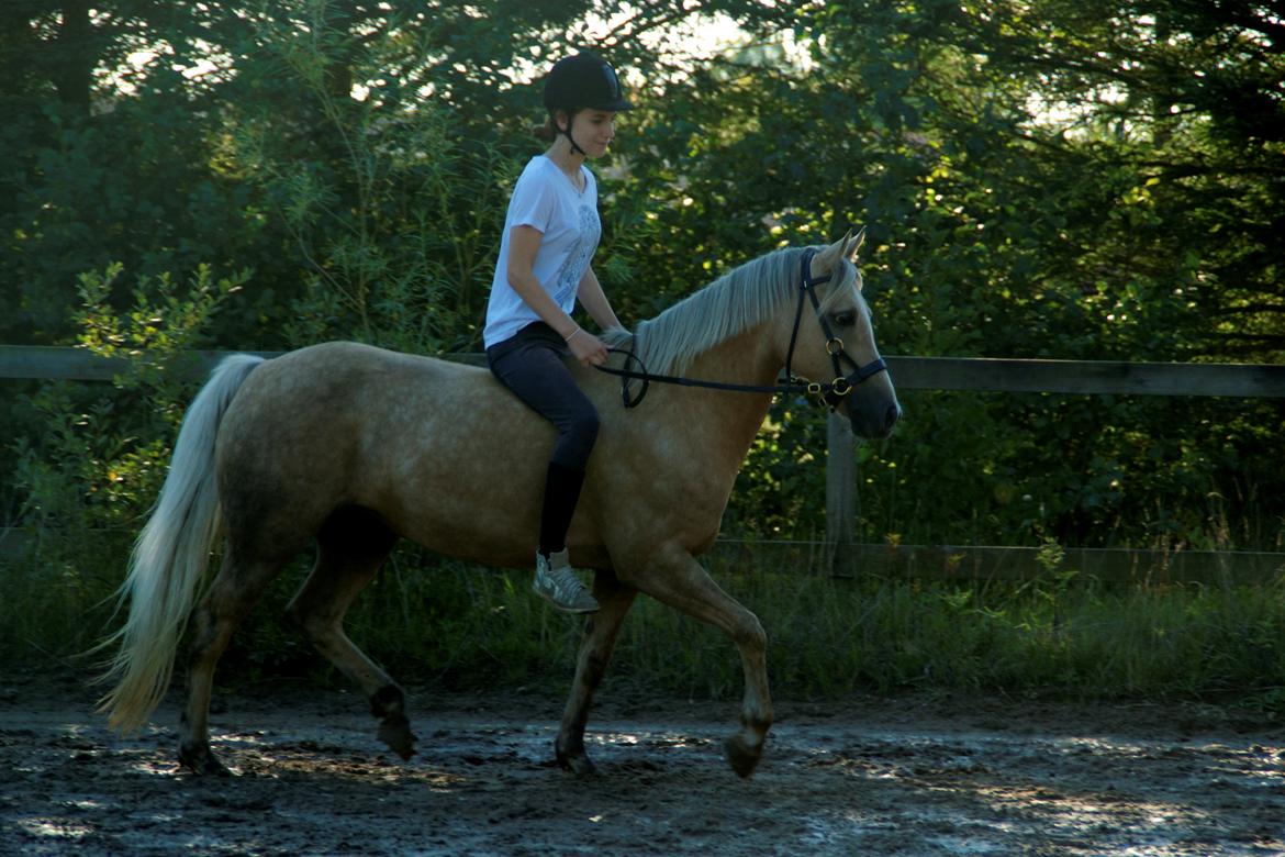 Hollandsk Sportspony Elsa (Eliza) - Lånepony - Vi er ikke perfekte, men vi hygger os! <3 billede 16