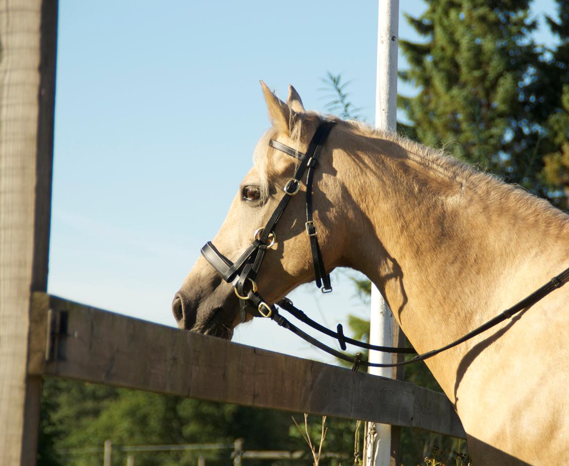 Hollandsk Sportspony Elsa (Eliza) - Lånepony - Smukke pony!! billede 11