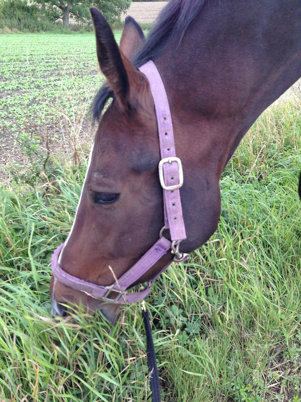 Dansk Varmblod Next To Everything billede 2