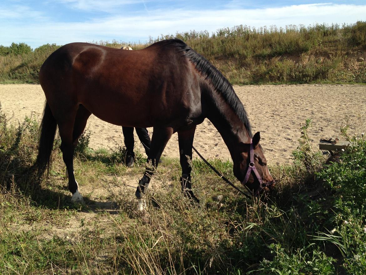 Dansk Varmblod Next To Everything billede 3