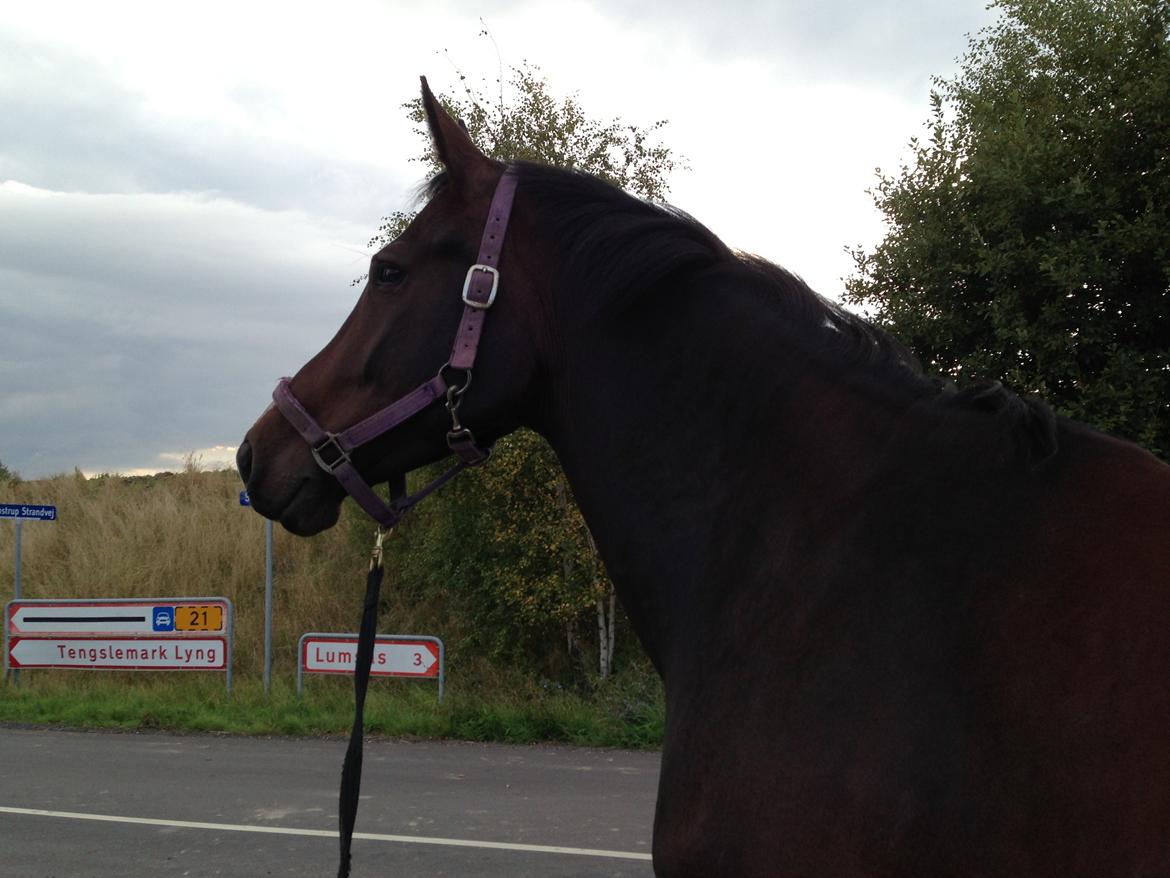 Dansk Varmblod Next To Everything billede 4